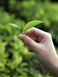 An industry like no other Two leaves and a bud - the icon of Specialty Tea