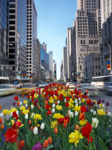 Competition: How much is a good thing? Chicago's Michigan Avenue