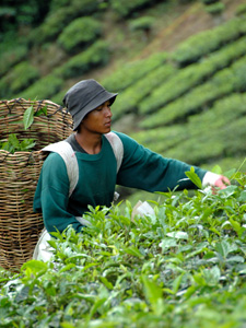 Picking Tea