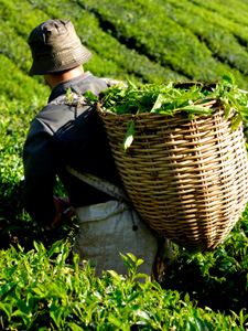 Picking Tea