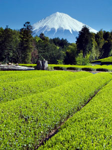 The beauty of tea